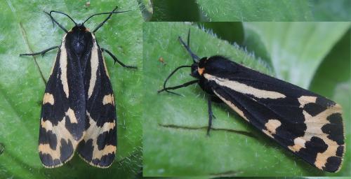 Parasemia plantaginis